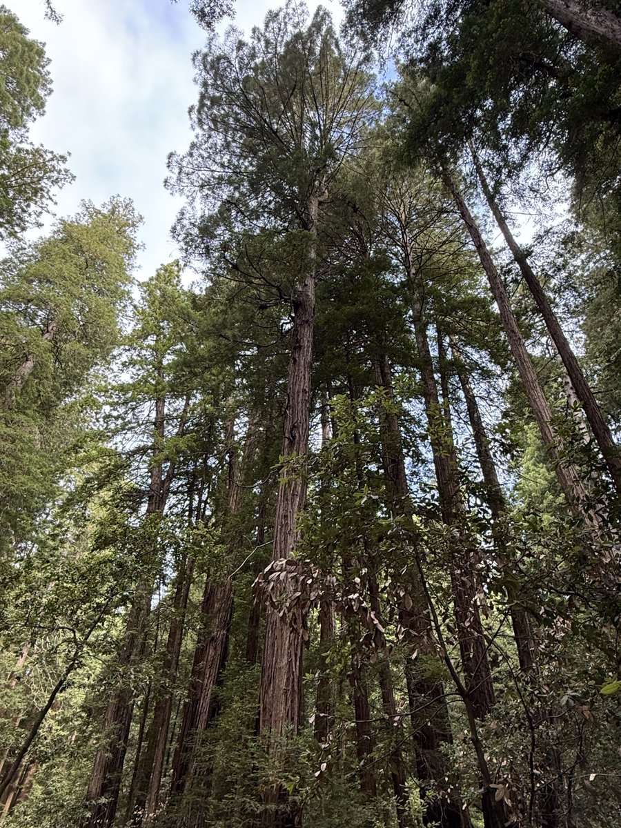 MikeGrunwald's tweet image. I spent yesterday @MuirWoodsNPS, an awesome reminder of what we’ll lose if we keep eating more of the earth. More acres for agriculture - and that’s what low-yield organic farming requires - means fewer acres of trees.
