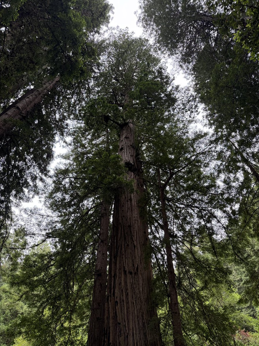 MikeGrunwald's tweet image. I spent yesterday @MuirWoodsNPS, an awesome reminder of what we’ll lose if we keep eating more of the earth. More acres for agriculture - and that’s what low-yield organic farming requires - means fewer acres of trees.