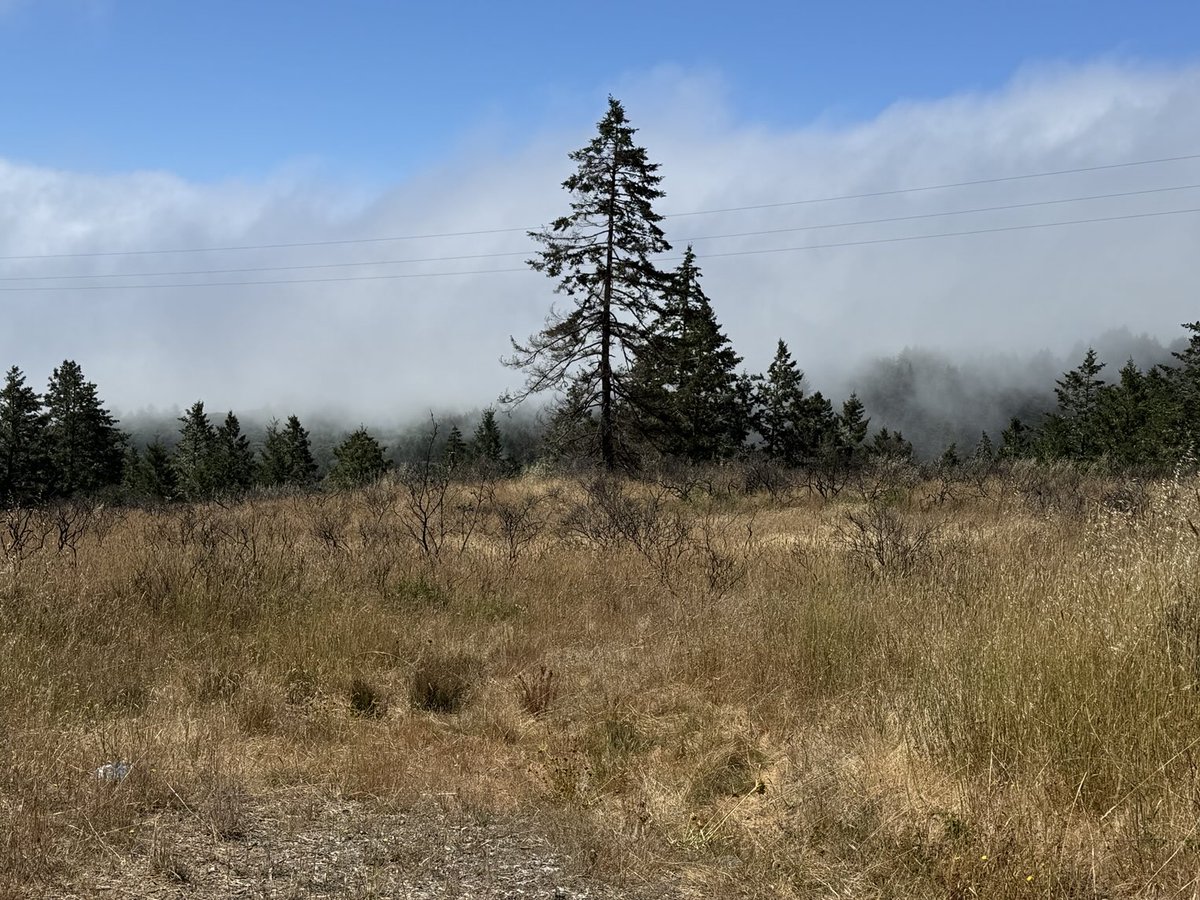 MikeGrunwald's tweet image. I spent yesterday @MuirWoodsNPS, an awesome reminder of what we’ll lose if we keep eating more of the earth. More acres for agriculture - and that’s what low-yield organic farming requires - means fewer acres of trees.