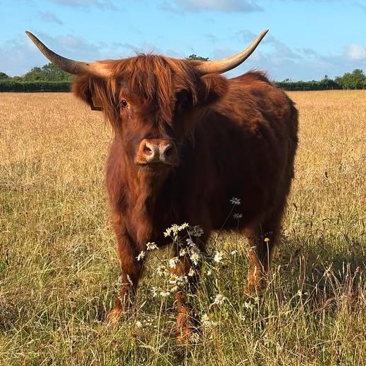CowoftheDay1's tweet image. ๐
26th July 2025
๐ฎ Amber
๐ท๏ธ Instagram/colready_highlands
๐#animaloftheday