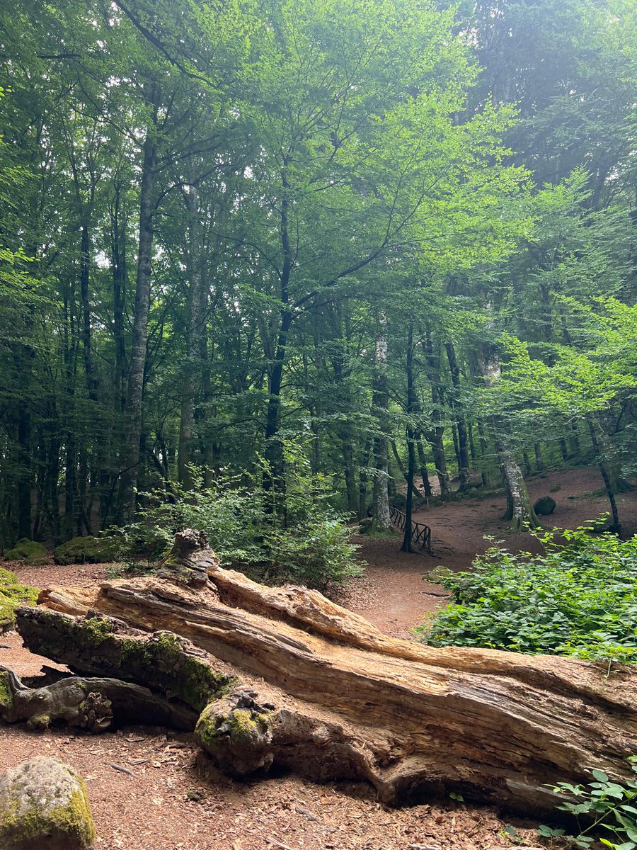 manuseggiani's tweet image. Ieri una passeggiata tra i colori e il silenzio magico della faggeta dei Monti Cimini 🍃✨ Un posto che rigenera, tra natura incontaminata e aria fresca. Ogni passo un respiro nuovo.
