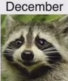 I am this raccoon! 🦝