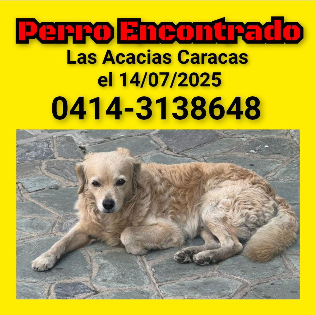 #AtencionCaracas #LasAcacias #AvVictoria este perro se encuentra en situación de calle visto desde el 14/7/2025. Si alguien lo está buscando llame al número de la publicación. También se solicita para él #HogarTemporal o definitivo. 📱 0414-3138648 #Difunde <a href="/PerroUsuario/">PerroUsuario Wof '•'</a>