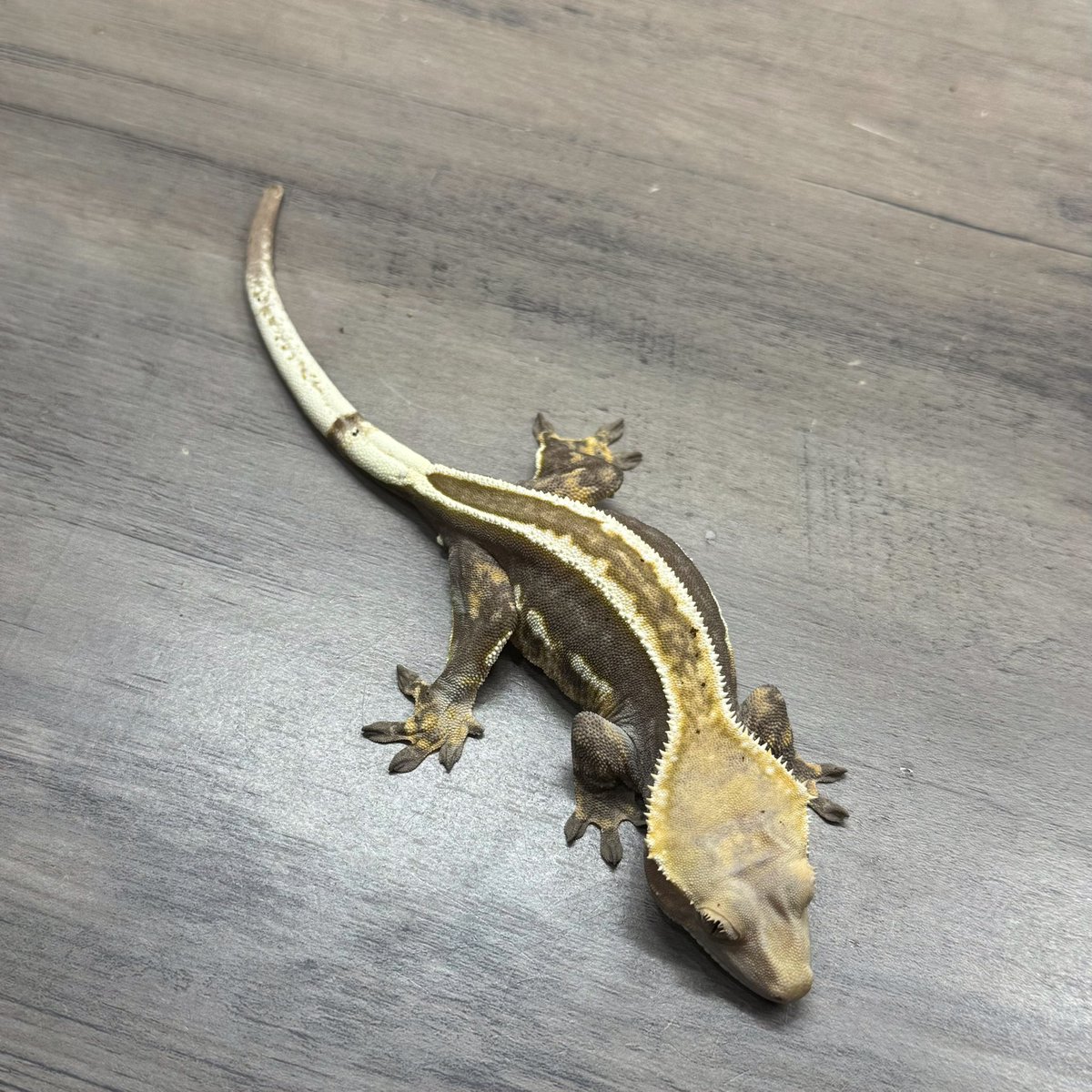 RadEye_reptiles's tweet image. 🪾🦎🪾