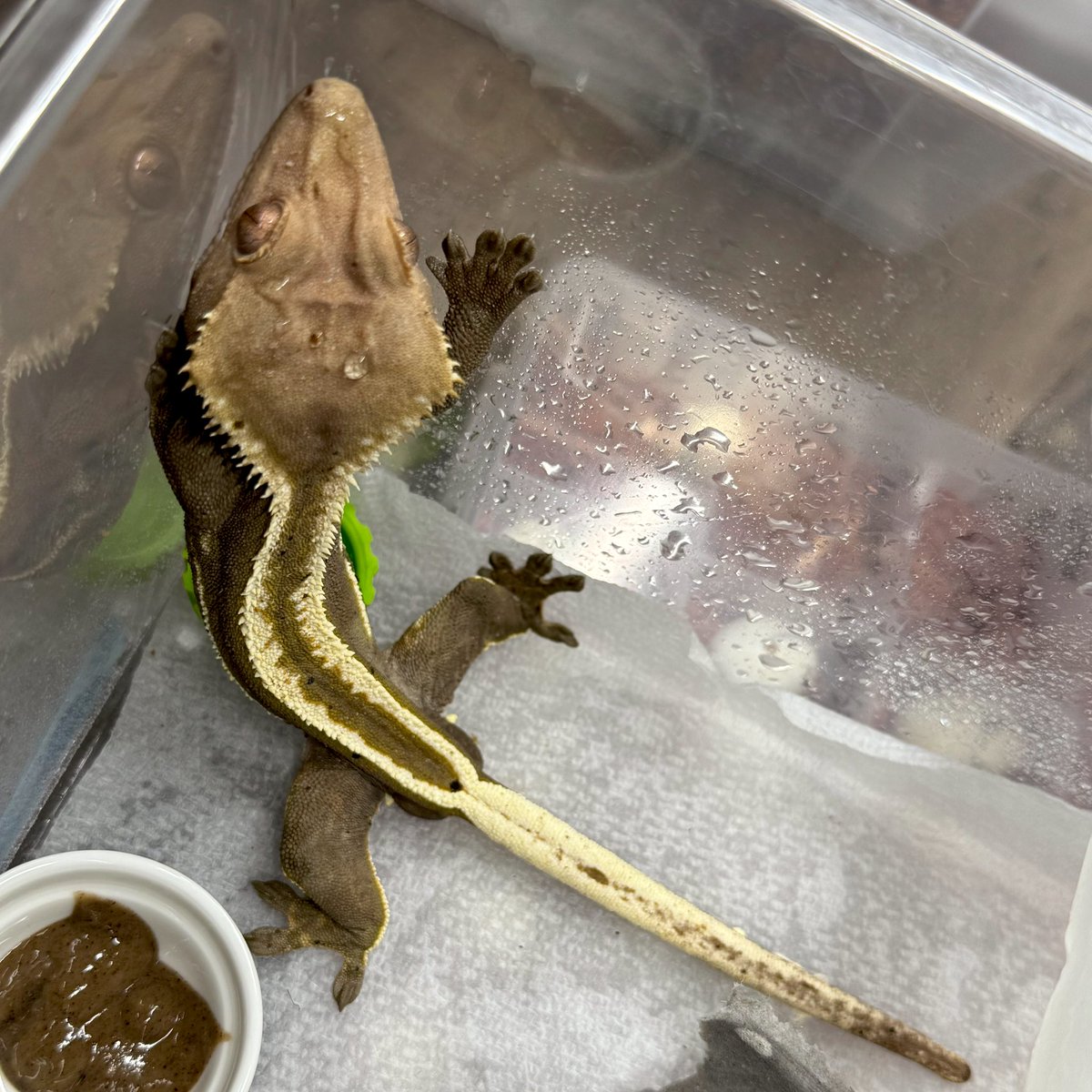 RadEye_reptiles's tweet image. 🪾🦎🪾