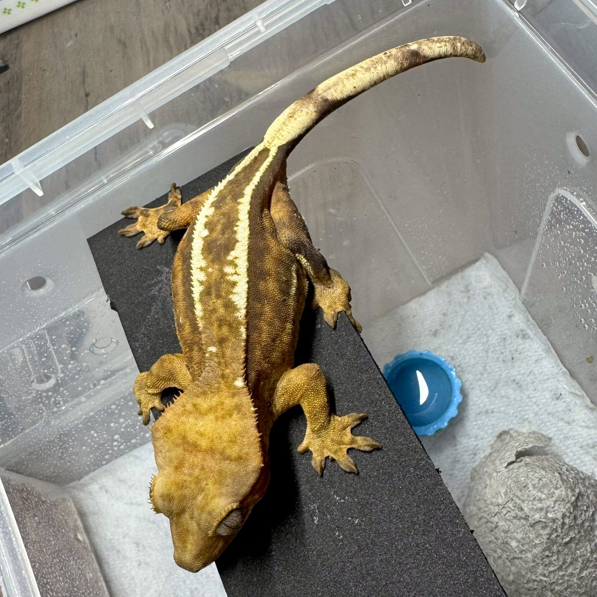 RadEye_reptiles's tweet image. 🪾🦎🪾