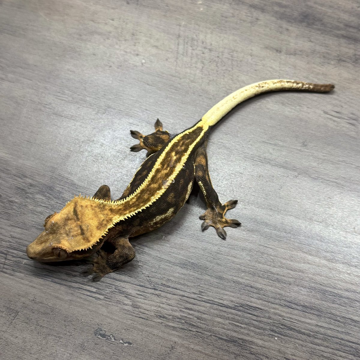 RadEye_reptiles's tweet image. 🪾🦎🪾