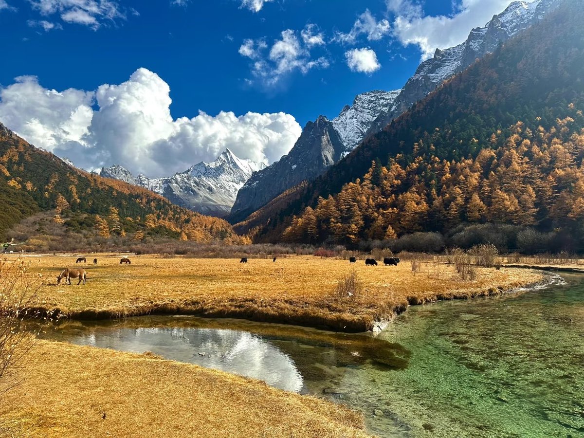 SteppeShaman's tweet image. East Tibetan vs. West Tibetan scenery
Caused by the Himalayas stopping all humidity from South Asia to entering West Tibet; whilst East Tibet is connected to the more humid Yungui highlands and Mongolian steppe