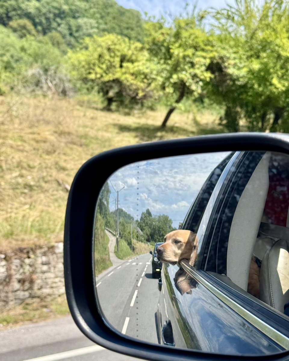 KumarIyerUK's tweet image. Starting to feel real now @SimonManleyFCDO. Ellie the DiploDog starting to get excited about her new life in Geneva