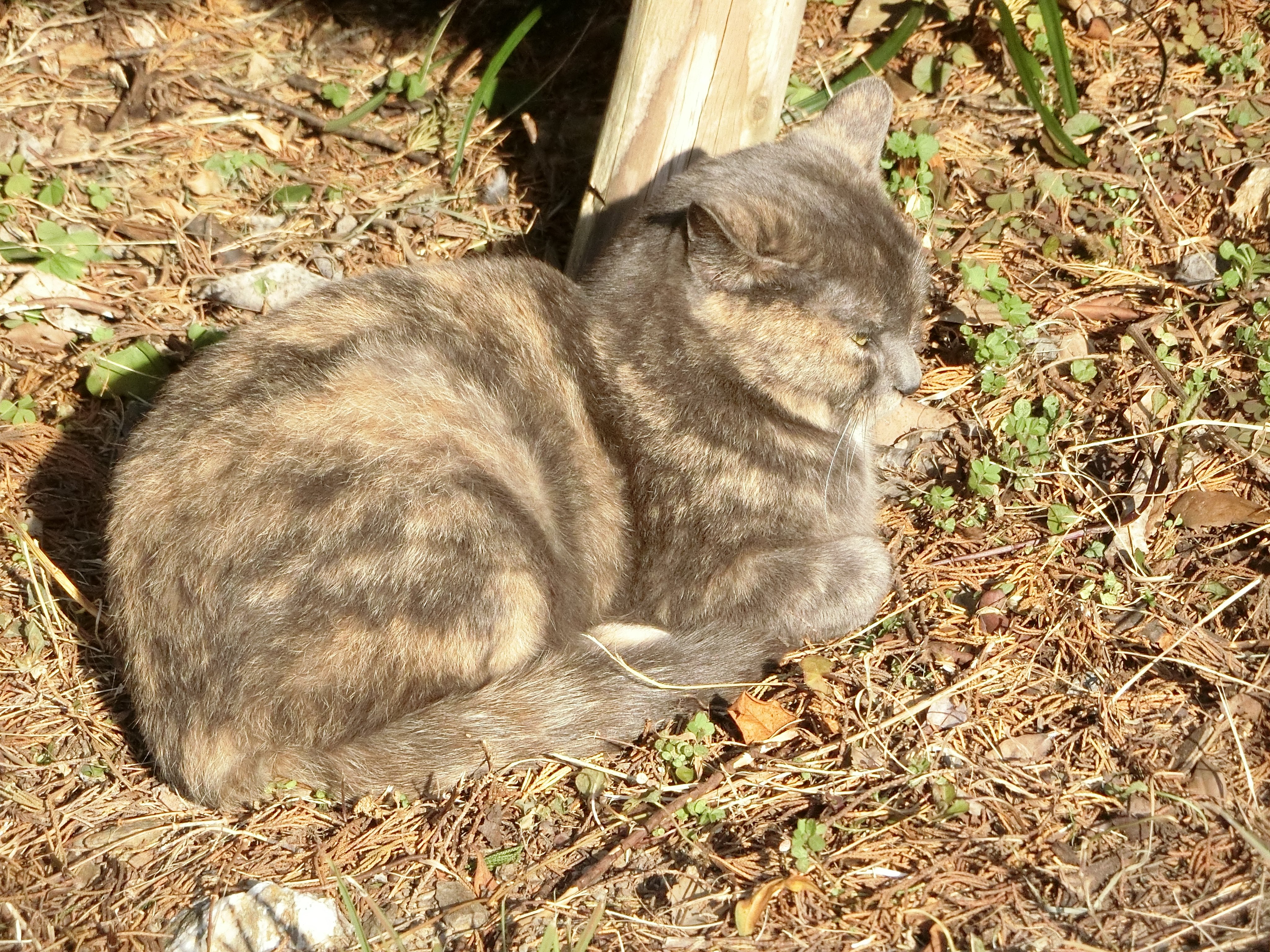 生活防災学くん(新道 誠治) #学術たん #野良猫 #防災士 on X