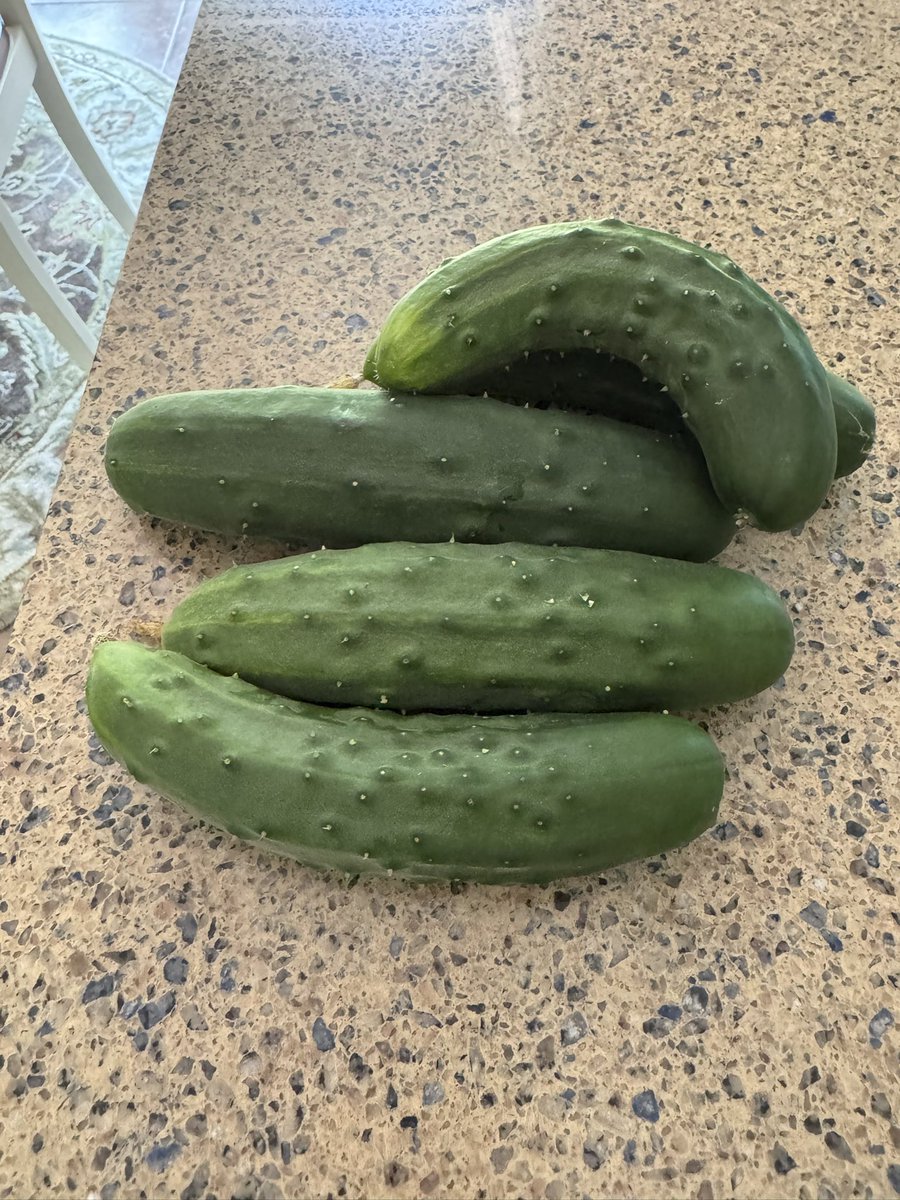 KristinNobleNH's tweet image. Picked our first batch of cukes. They always taste so much better when you grow them yourself 😋