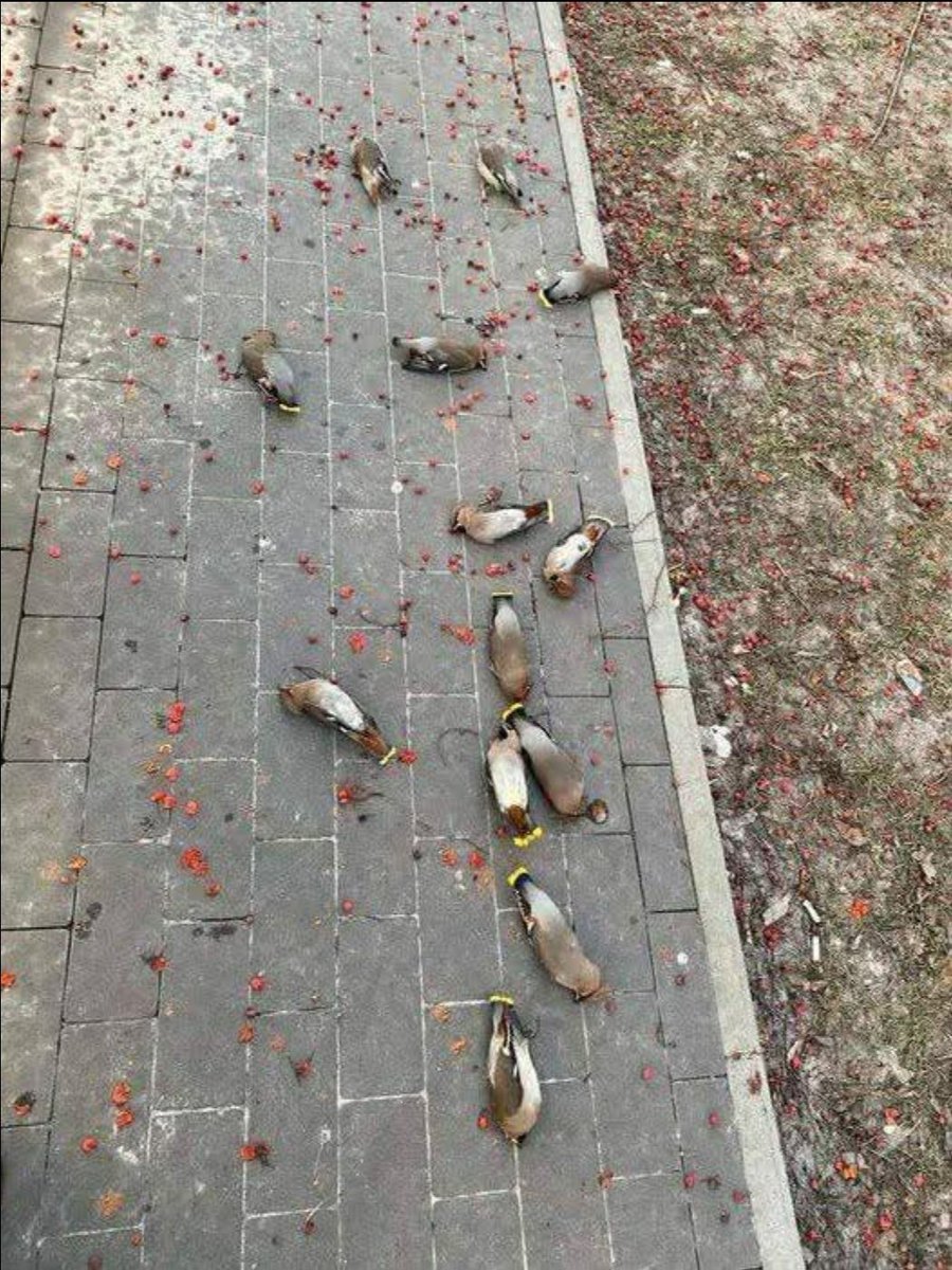 Waxwings, the drunks of the sky....or ground 🤣🤣🤣