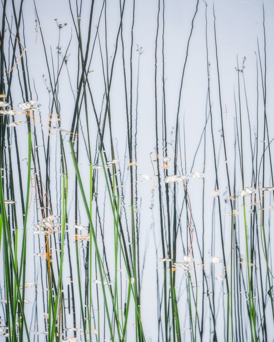 mark_lj's tweet image. Some reeds