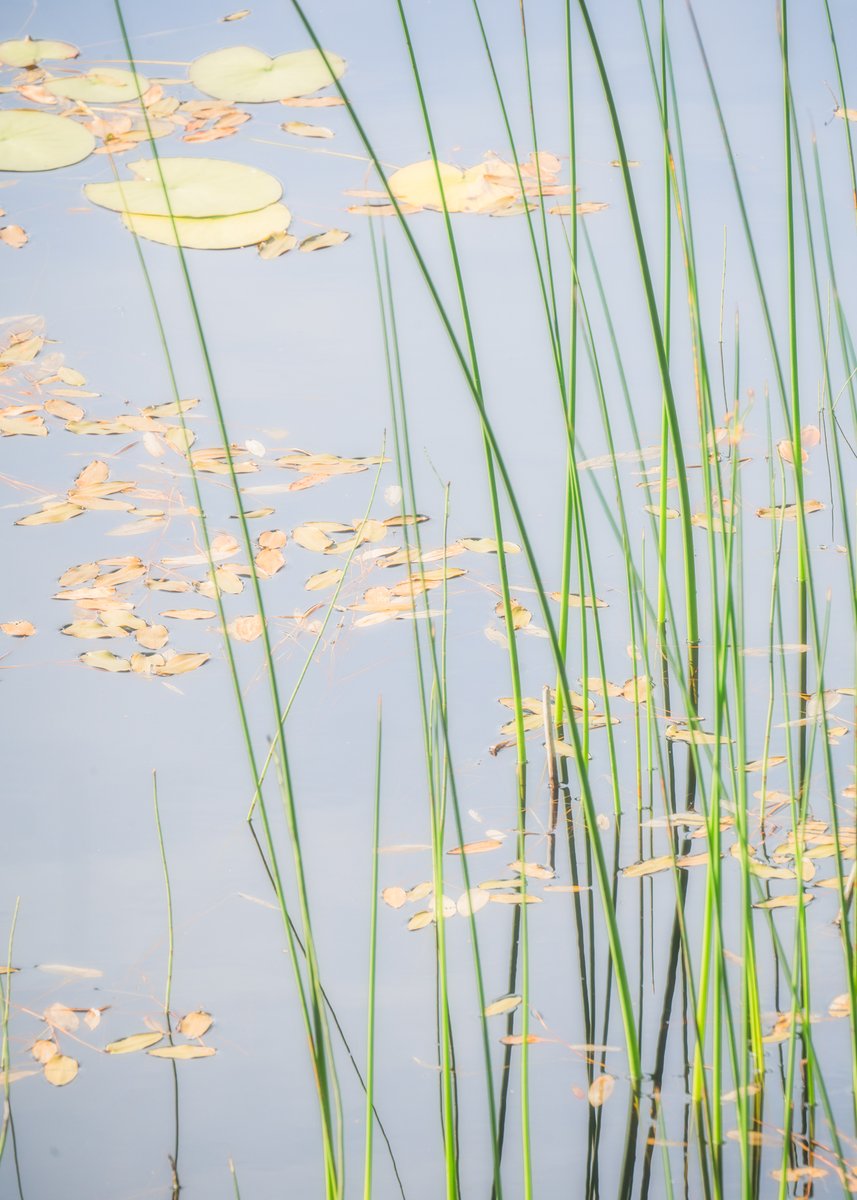 mark_lj's tweet image. Some reeds