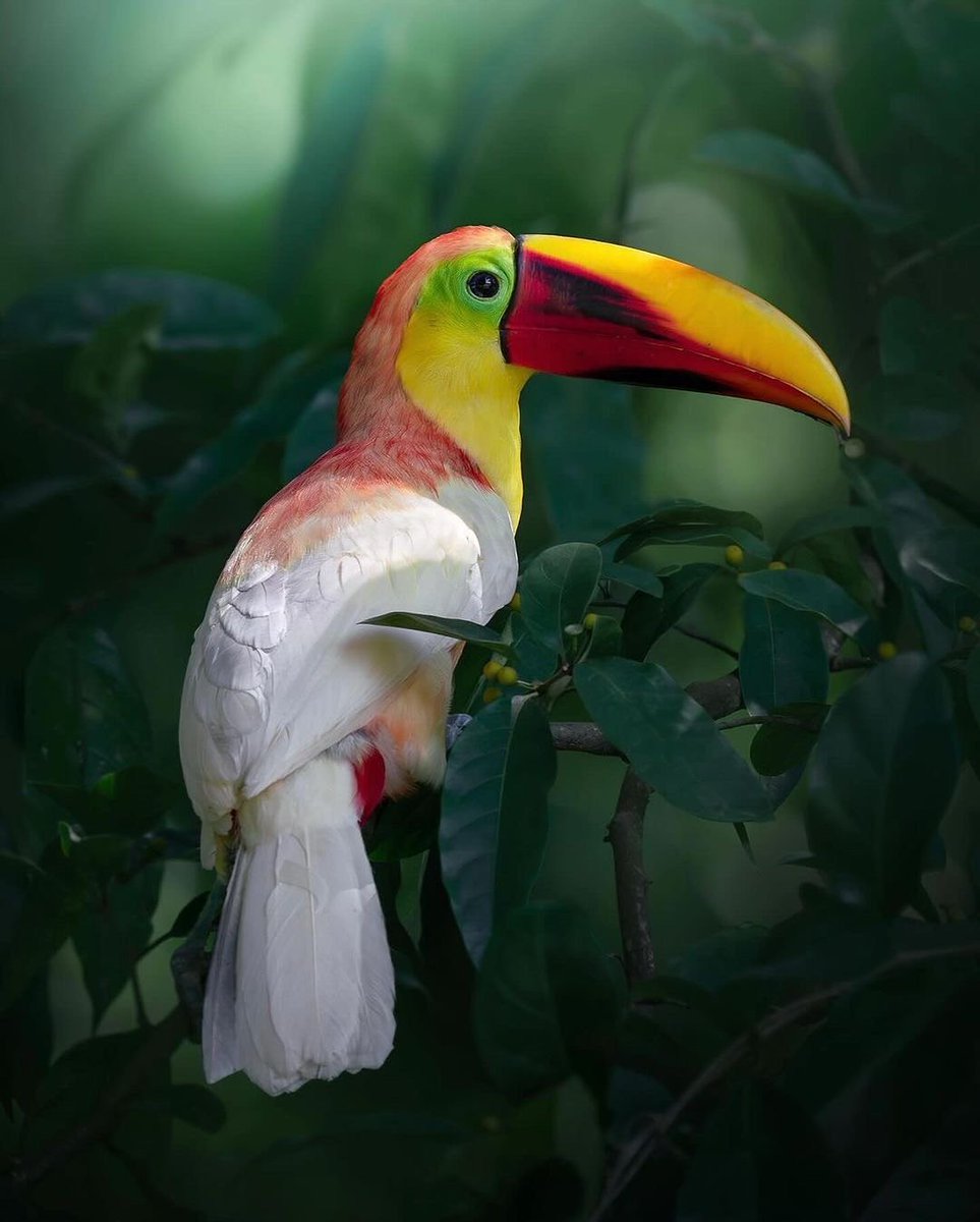 Nature_Waa's tweet image. πΏ Hidden in the wild, a glimpse of natureβs rare magic - the leucistic Chestnut-billed Toucan π€© A true unicorn π¦ of the tropics π
πCosta Rica π¨π·