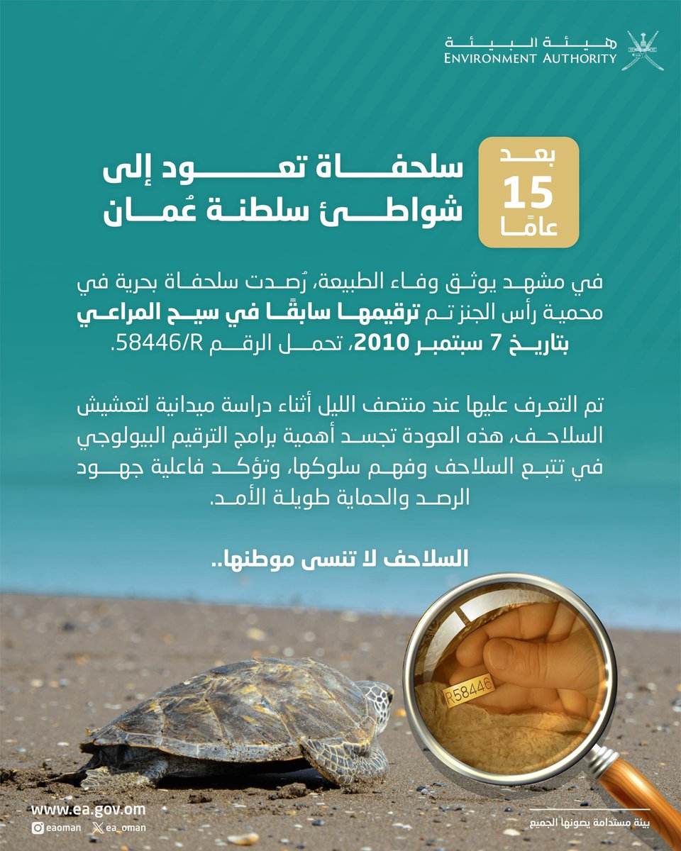 تأملوا هذا الوفاء… 🐢
سلحفاة رُقّمت في عام 2010، تعود بعد 15 عامًا إلى الشاطئ نفسه في رأس الجنز، وكأنها تهمس: “هنا وُلدت… وهنا أعود”. 🇴🇲

الطبيعة لا تنسى مواطنها،
فهل نحسن نحن صونها؟

#هيئة_البيئة
#بيئة_مستدامة_يصونها_الجميع