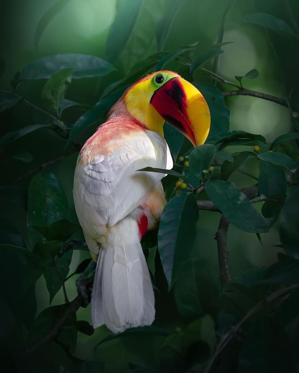 Nature_Waa's tweet image. πΏ Hidden in the wild, a glimpse of natureβs rare magic - the leucistic Chestnut-billed Toucan π€© A true unicorn π¦ of the tropics π
πCosta Rica π¨π·