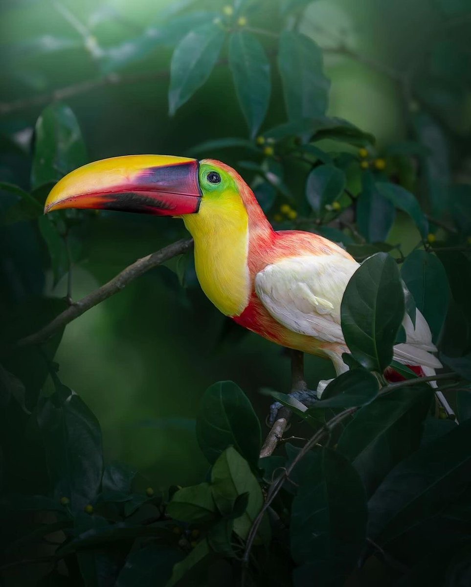Nature_Waa's tweet image. πΏ Hidden in the wild, a glimpse of natureβs rare magic - the leucistic Chestnut-billed Toucan π€© A true unicorn π¦ of the tropics π
πCosta Rica π¨π·