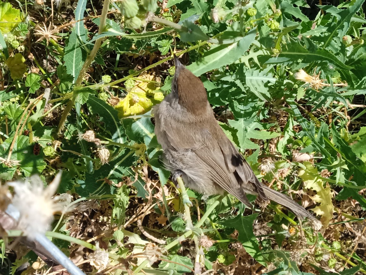 Curruca capirotada en La Cañada, Ávila