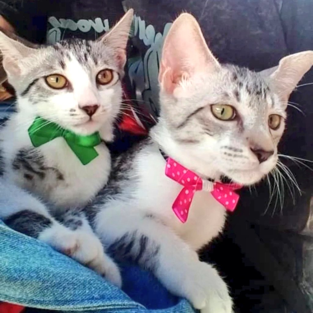 #AtencionMaracay #AdopciónResponsable. Estos gatitos ♂️ y ♀️ 3 meses, dóciles, cariñosos, buen comportamiento, rescatados del abandono #BuscaHogar amoroso. Se entregan juntos o separados, con #CompromisoDeEsterilizacion📱0424-3167087 <a href="/PerroUsuario/">PerroUsuario Wof '•'</a>