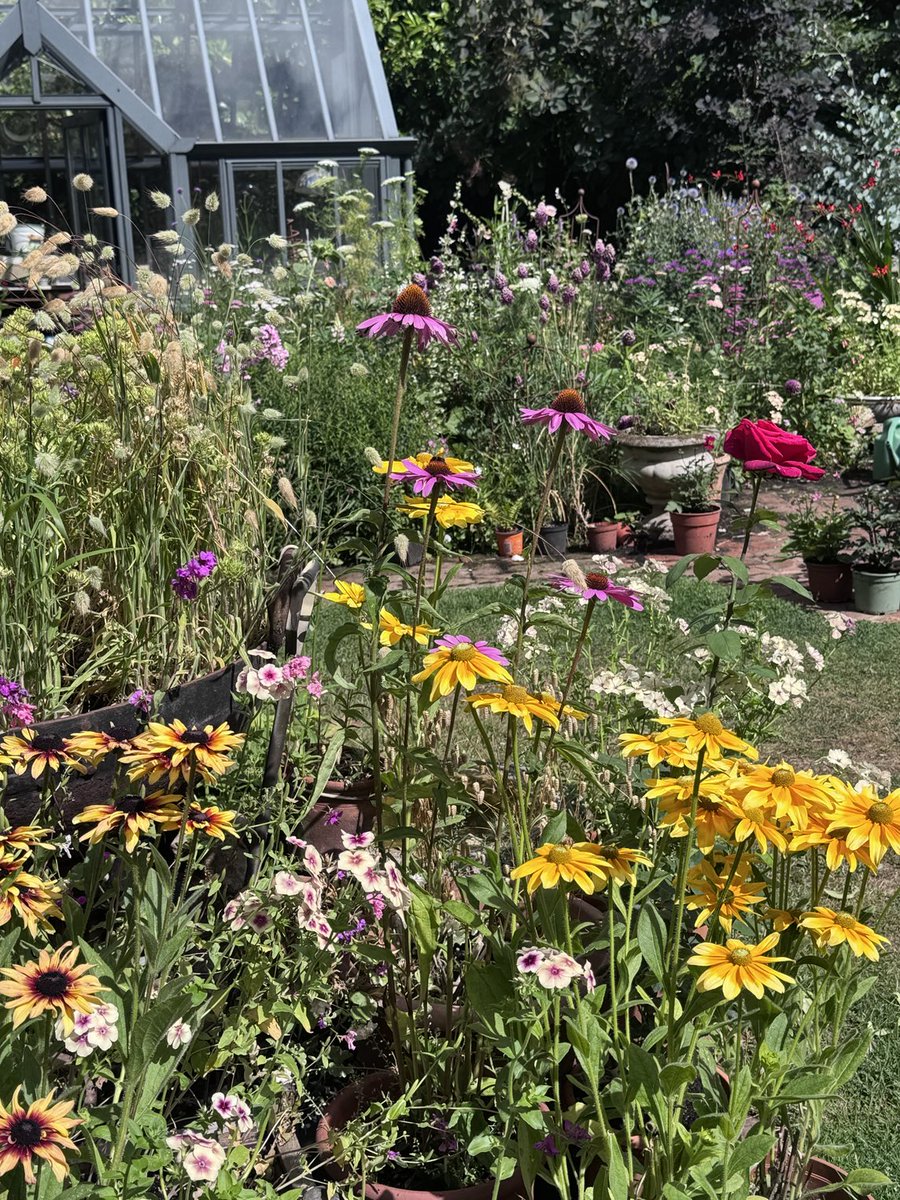 GardenBrocante's tweet image. Today’s view.
The garden is passed its best but still things to enjoy 🌱☀️🌧️