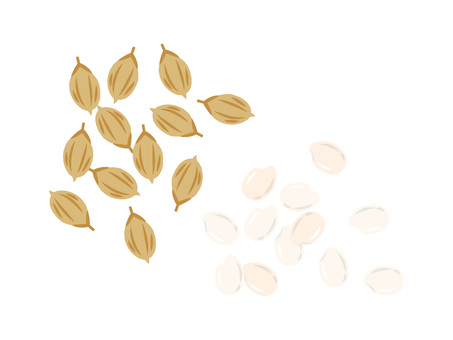 2025年7月20日　主日礼拝
主題『穀物の実と皮、もみ殻の信仰』
＜マタイによる福音書3:12＞また、箕を手に持って、打ち場の麦をふるい分け、麦は倉に納め、からは消えない火で焼き捨てるであろう」。