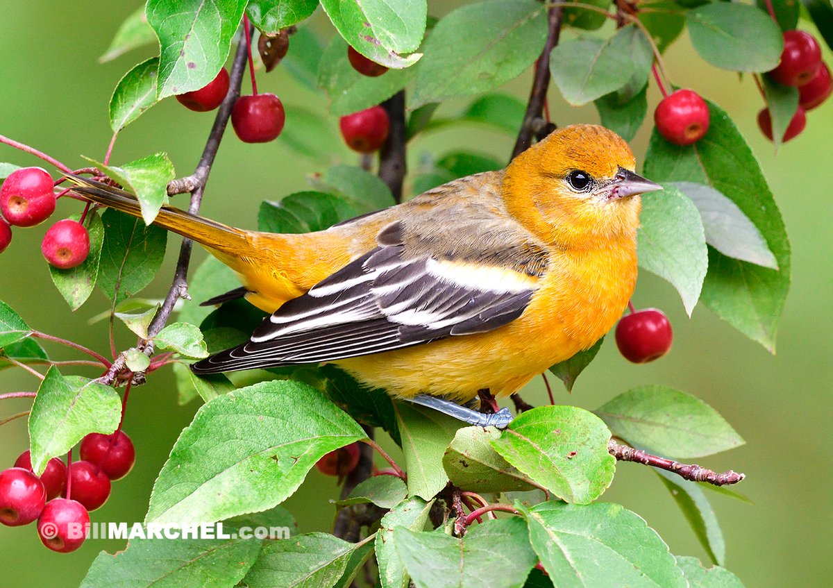 A female Baltimore Oriole posed nicely while perched in a crab apple tree. Overcast conditions provided pleasant, even lighting.