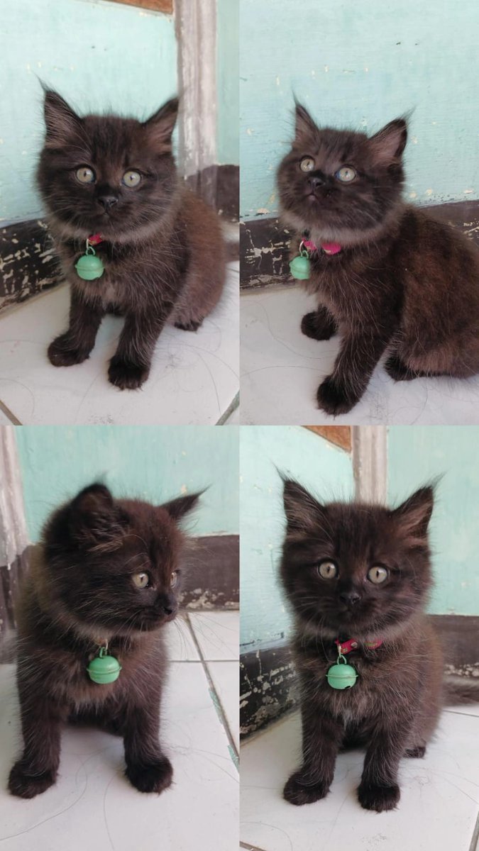 Gemini♊ tweet media