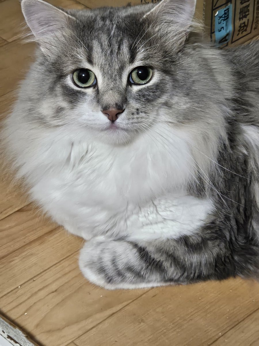Maaa76Wss's tweet image. 2025.7.20 我が息子ポコのお誕生日🩷6歳になりました🎉プレゼントは猫用ランニングマシン✨みんなでお祝いしてケーキを食べました😺🤍次のお誕生日も健康で元気に3人でお祝いできますように🎂