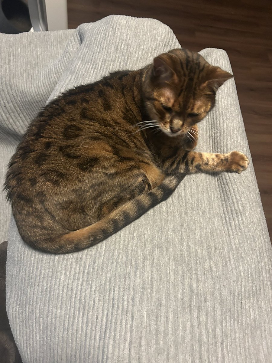 Getting ready for Sunday snooze 💤