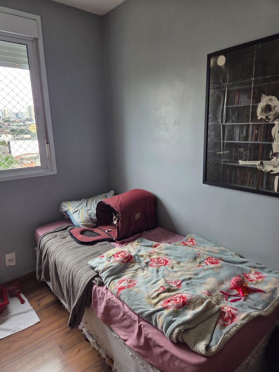 Framboesa, 7 meses, gatinha super amorosa e carinhosa, jogada por cima do muro de uma pessoa, ela está em lar temporário até semana que vem e depois não temos mais onde deixar :(