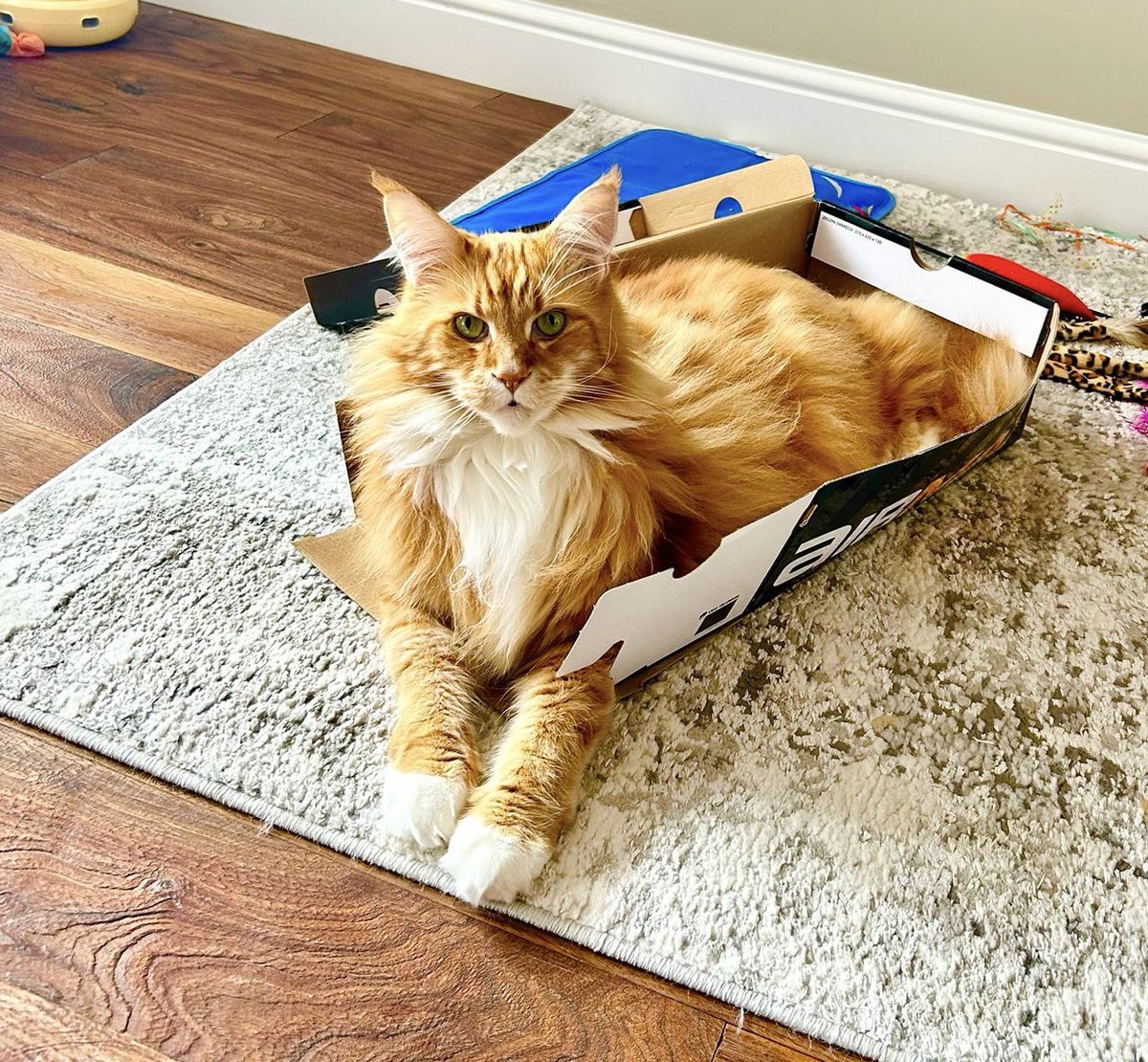 buddy_gizmo's tweet image. Box modifications complete 😹😹🦁🦁 #catboxsunday #teamfloof #CatsOfTwitter