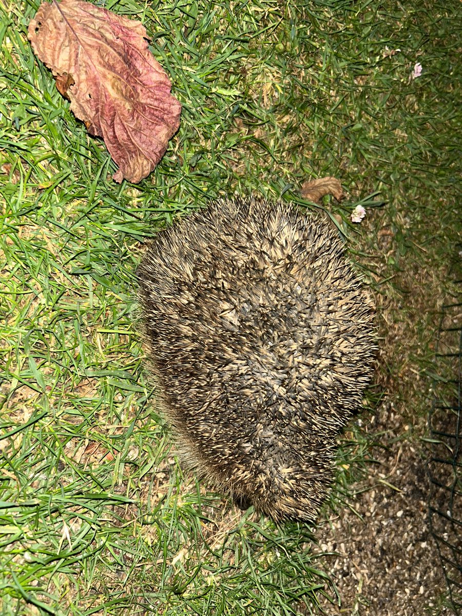 Noticed an unusual looking lump beneath our bird feeders last night &amp; went to investigate. Chuffed to find this Hedgehog. They’ve been scarce locally in recent years