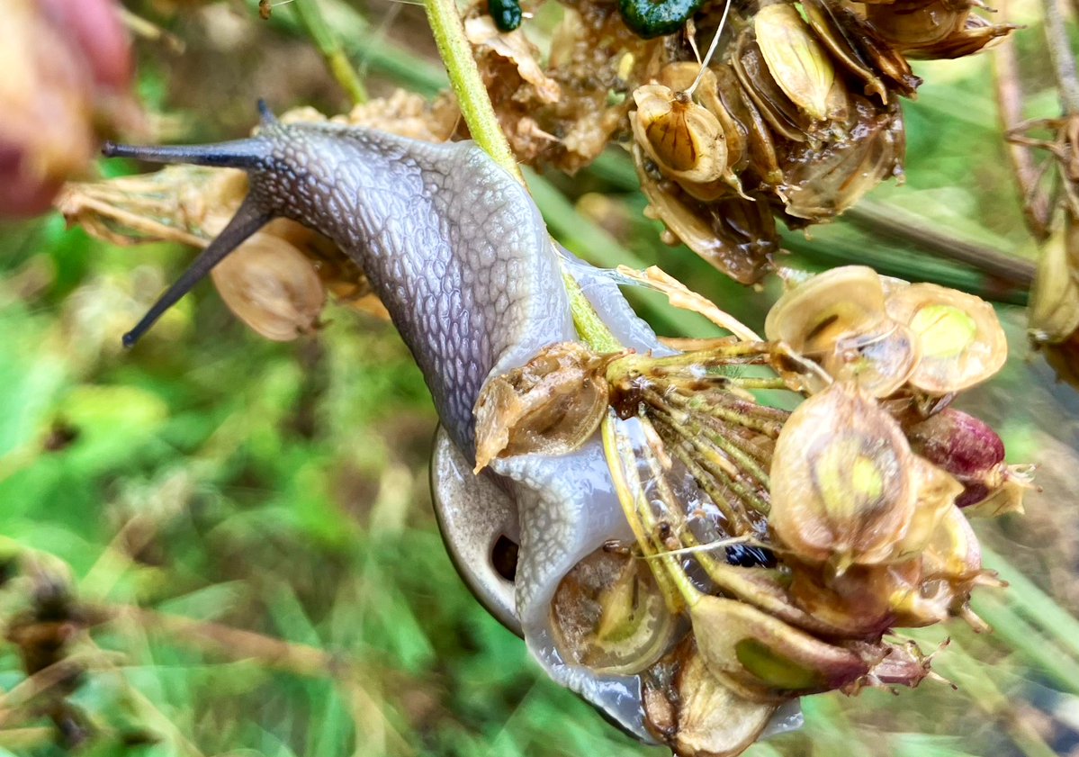 The rain came down and out come all the snails 🐌 

Look away now if you’re not a fan

… but their acrobatic skills are amazing a metre off the ground on fading wildflowers, there were hundreds of them! 

#snails  #NaturePhotography
