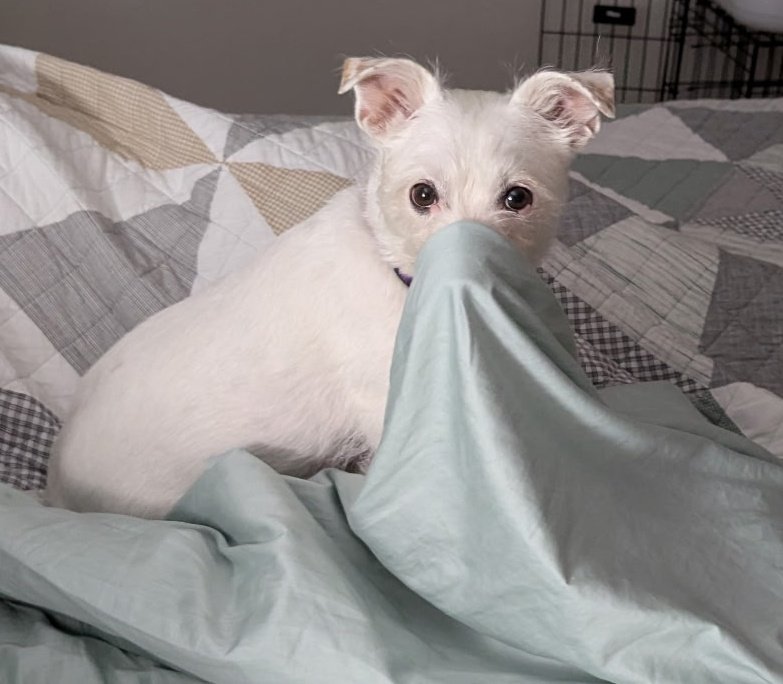 Mirandalorians's tweet image. when you come back into the room to your dog looking like this 🤣