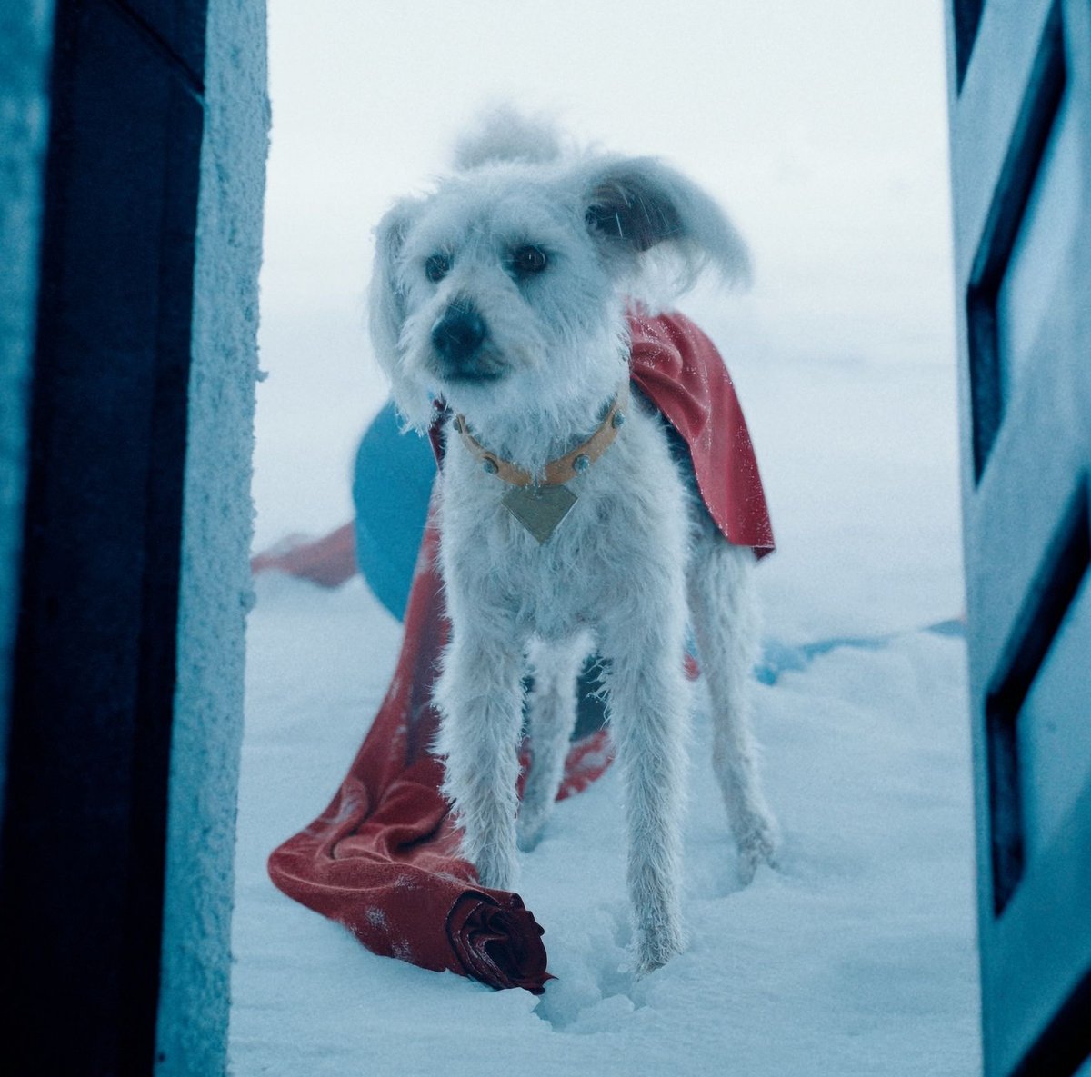 Krypto (TV Shorts)

A series of four Krypto short films have been confirmed by James Gunn. They'll be shorter than a TV episode each and play on HBO Max.

The first one is planned to release this September.