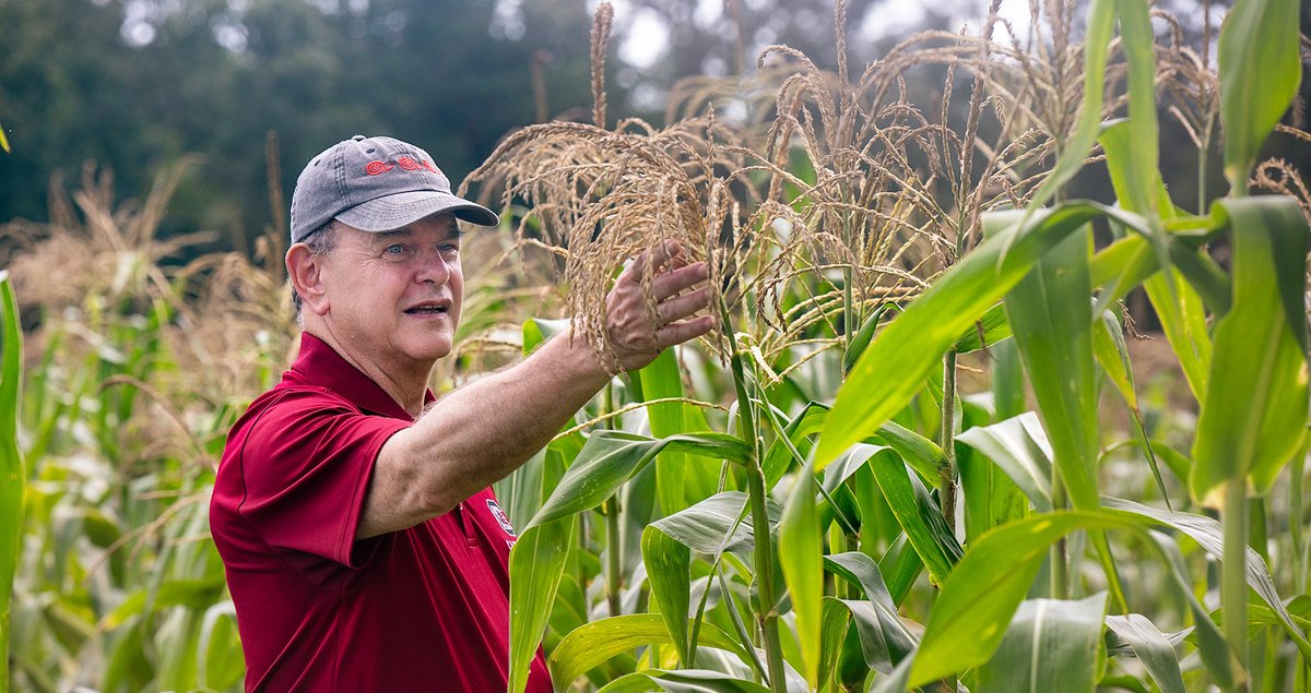 UChicago's tweet image. David Shields, AM’75, PhD’82, reflects on his work reviving important culinary traditions and preserving heirloom Southern foods, including Early Crawford peaches and Carolina Gold rice.
Your Sunday Read: ms.spr.ly/6011sBP29
