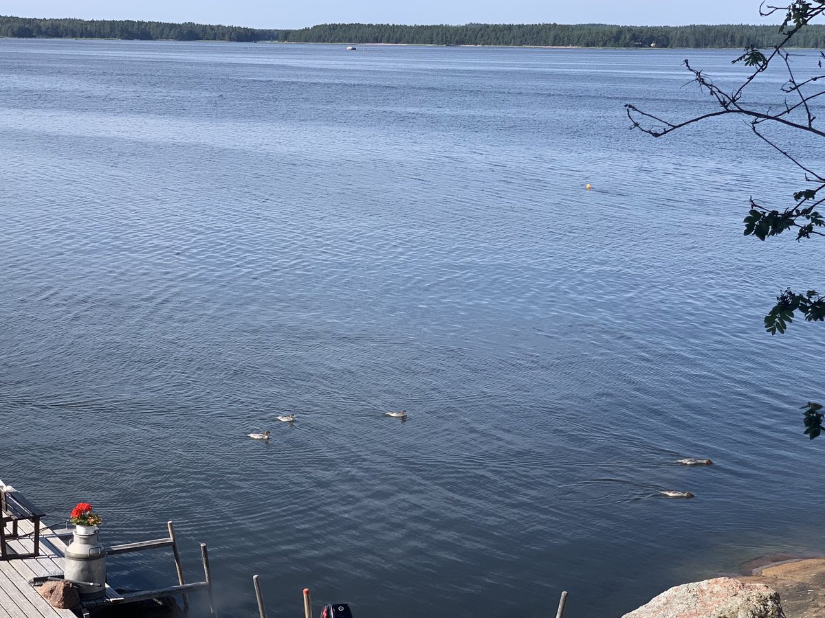 Lempimartta's tweet image. Poikaset kasvavat ja ovat jo tosi taitavia. #isokoskelo #itäinensuomenlahti