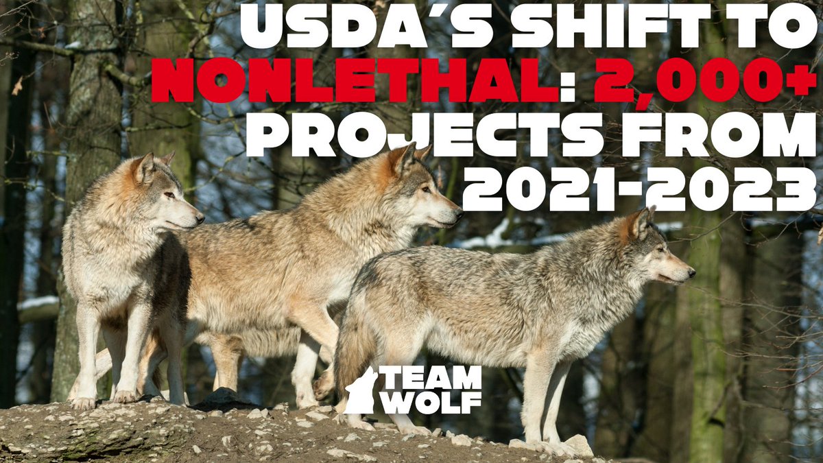 USDA Wildlife Services launched 2,000+ nonlethal projects (2021–2023)—and they work!

A new study shows nonlethal tools cut cattle losses by 91%—more than 2x as effective as lethal control.

Still, they get just 1% of the budget? That must change.

Read: bit.ly/wlstudy