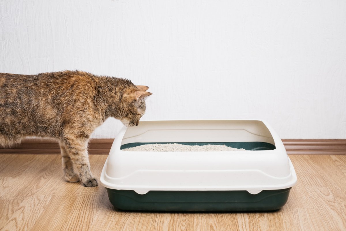 Your cat may have litter box trouble for any number of reasons, including medical problems, an aversion to the litter box, or a preference for urinating or defecating in places outside the box.
Check out this health topic to learn more.
hubs.la/Q03wfnD80