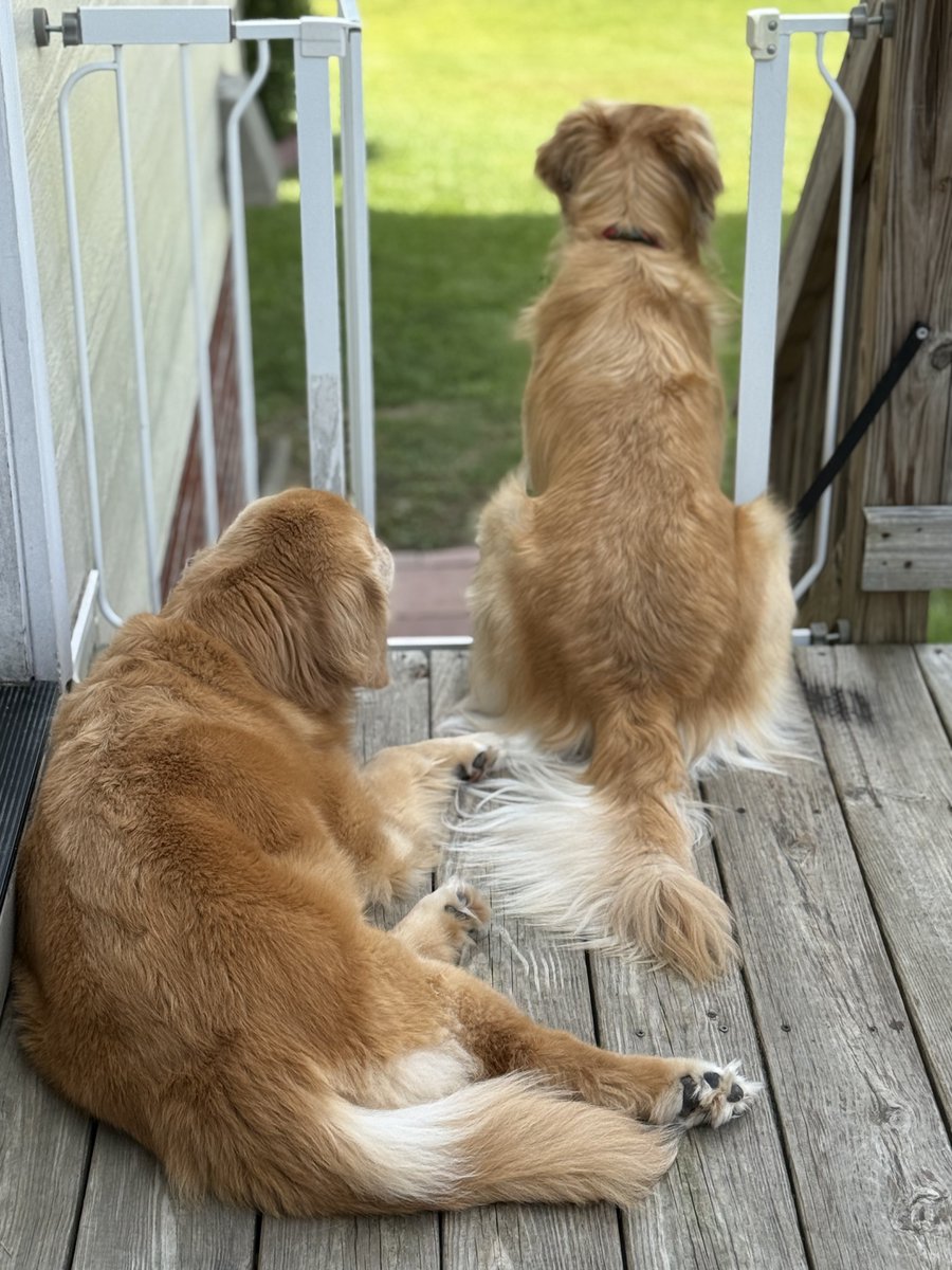 CoachPatrickHRM's tweet image. Big dreams.
Bigger mindset.
Golden retrievers who think they’re in charge waiting for the delivery truck.
HRM book + journal about to drop.
You’ll want to be on deck for this one.
#HomeRunMindset #ComingSoon #SoftballMindset #HRM #HRMproof #TrainingBelief #Softball…