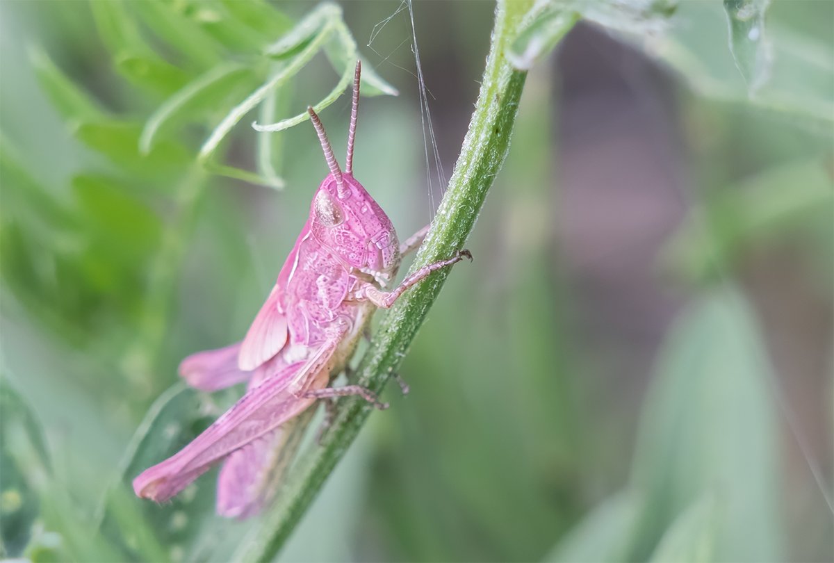 ... pārsauļojies citplanētietis 😆