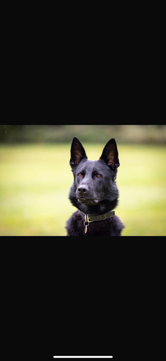 MerPolDogs's tweet image. Today PDs Turbo and Dennis assisted @NPASNorthWest who spotted a male abandon a high powered motorbike and make off. Turbo tracked from the bike and located the male hiding in a bush, whilst Dennis searched the area and located cannabis and forensic evidence. Great teamwork boys!