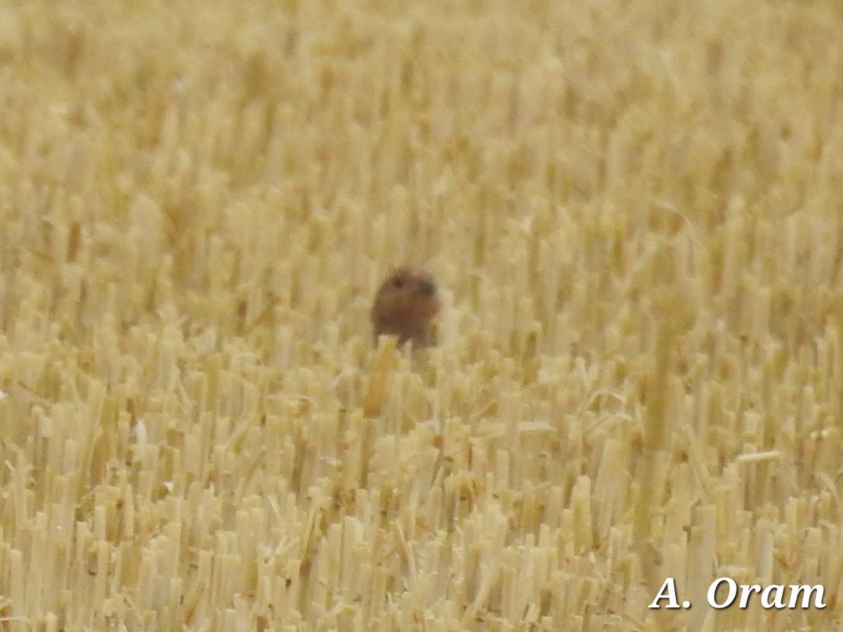 ARO Birding (@oram_archie) on Twitter photo Travelled to Wiltshire this morning to see Stone Curlews, Great Bustards, & Grey Partridges. Saw 2 Stone Curlews and around 5 Grey Partridges. Unfortunately, no great Bustards. <a href="/KevinOram6/">Kevin Oram</a> Travelled to Wiltshire this morning to see Stone Curlews, Great Bustards, & Grey Partridges. Saw 2 Stone Curlews and around 5 Grey Partridges. Unfortunately, no great Bustards. <a href="/KevinOram6/">Kevin Oram</a>