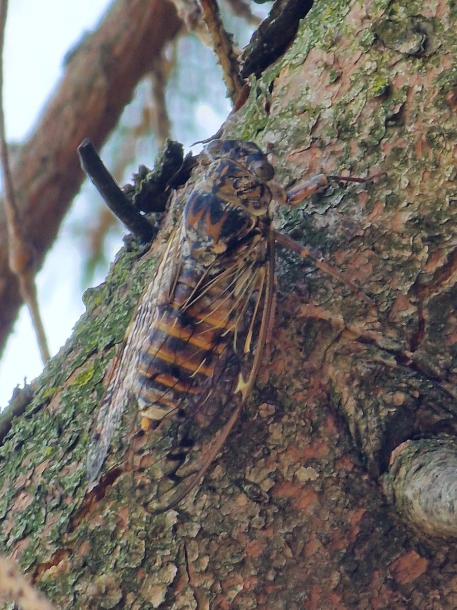 markhows's tweet image. A few more wildlife photos from this weekend in Bergamo, Italy