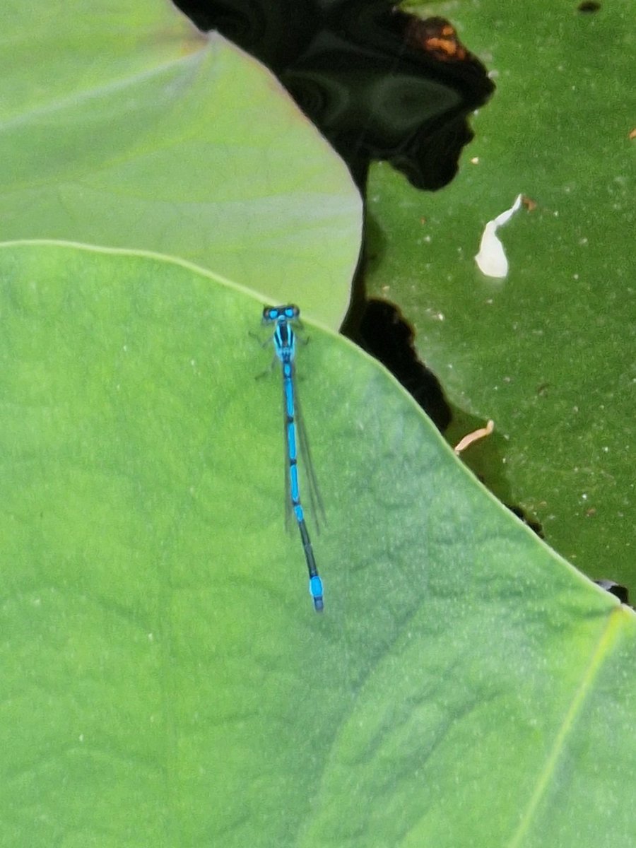 markhows's tweet image. A few more wildlife photos from this weekend in Bergamo, Italy