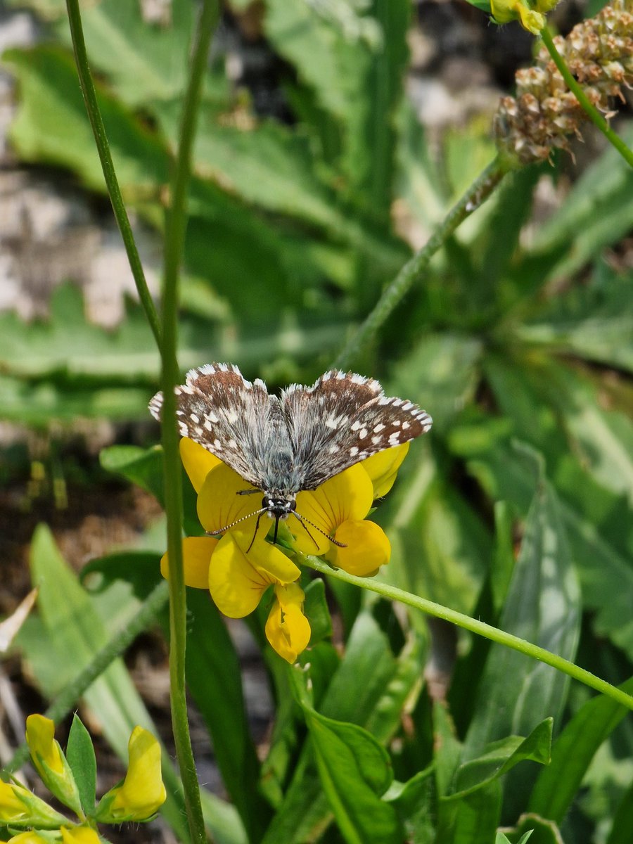markhows's tweet image. A few more wildlife photos from this weekend in Bergamo, Italy