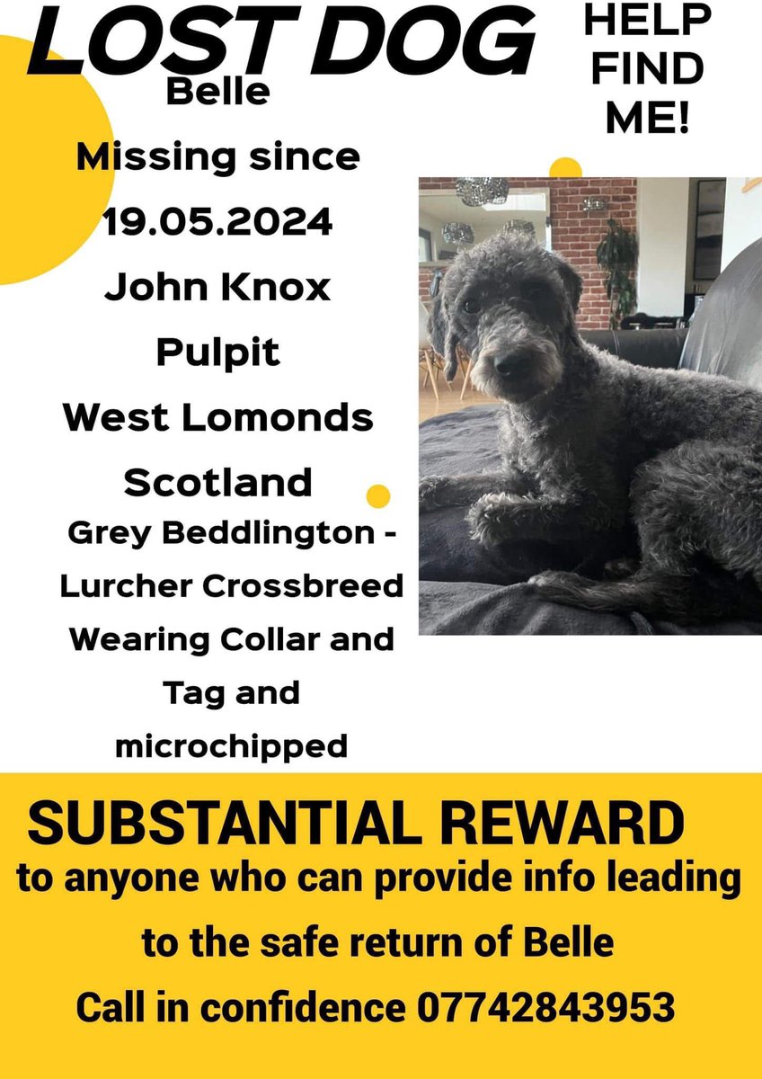 #StolenDogHour 

BELLE missing 19/5/24 near John Knox Pulpit #Kinross #Clackmannanshire #KY13 
LOMOND HILLS 
Young female grey LURCHER 
Chipped 
EVERYTHING WAS DONE TO TRY FIND HER SHES STILL MISSING, no sightings whatsoever /leaving her family in bits 😕
doglost.co.uk/dog/192315