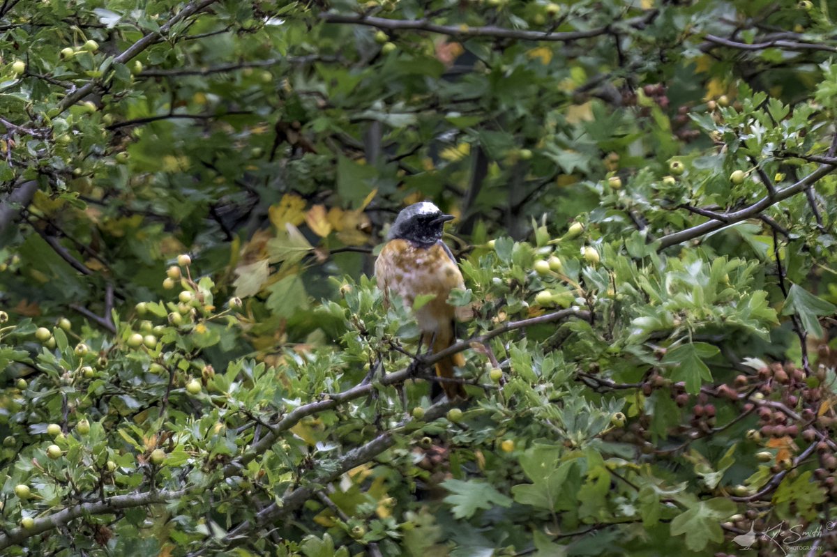 jkyles32's tweet image. Spotted some juvenile redstarts on the way out of Camp Lane Pools, Grimley to go for a lovely brunch at Bonnies Tea Room at @WildgooseRT - opened on June 12 2022 and is a gateway to a lovely Nature Reserve - returned later for more views @WestMidBirdClub @BirdGuides @_BTO.