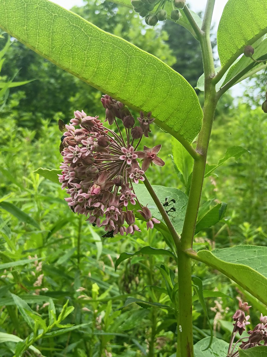 JakesDirtTalk's tweet image. Observation of the day!
The milk weed is doing fantastic this year. Taller than me, these flowers bring so many different species to one spot.